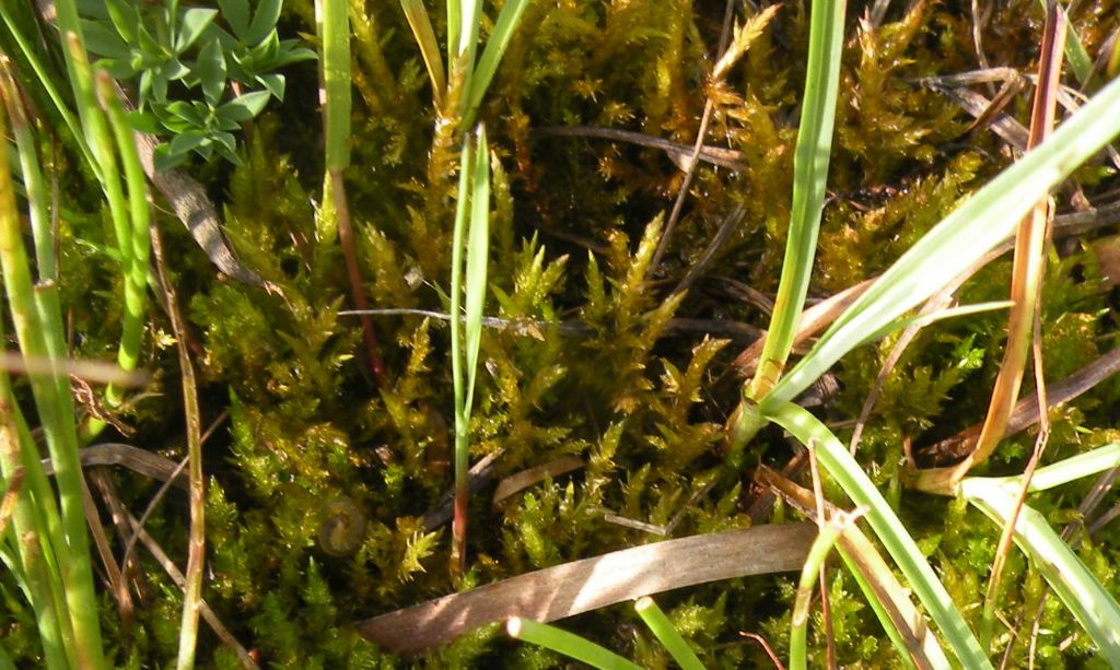 Muschio acquatico - Calliergonella cuspidata